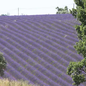 Frühstückspension La Grande Dame, Valensole